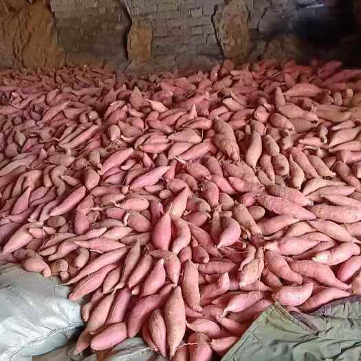 沂水县红薯价格美丽一手货源充足产地批发全国各地发货
