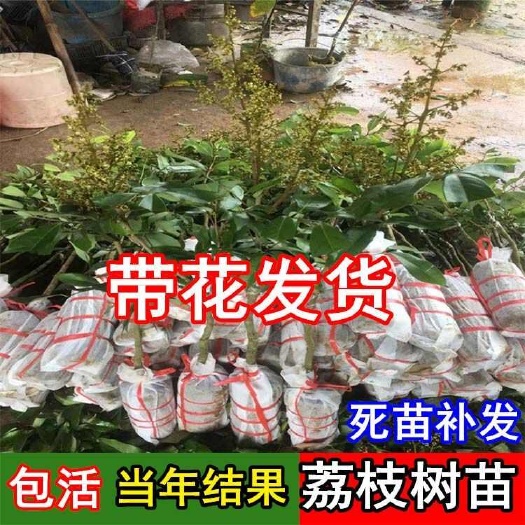 灵山县嫁接荔枝树苗无核荔枝苗树妃子笑桂味冰荔枝树苖带花当年结果盆栽