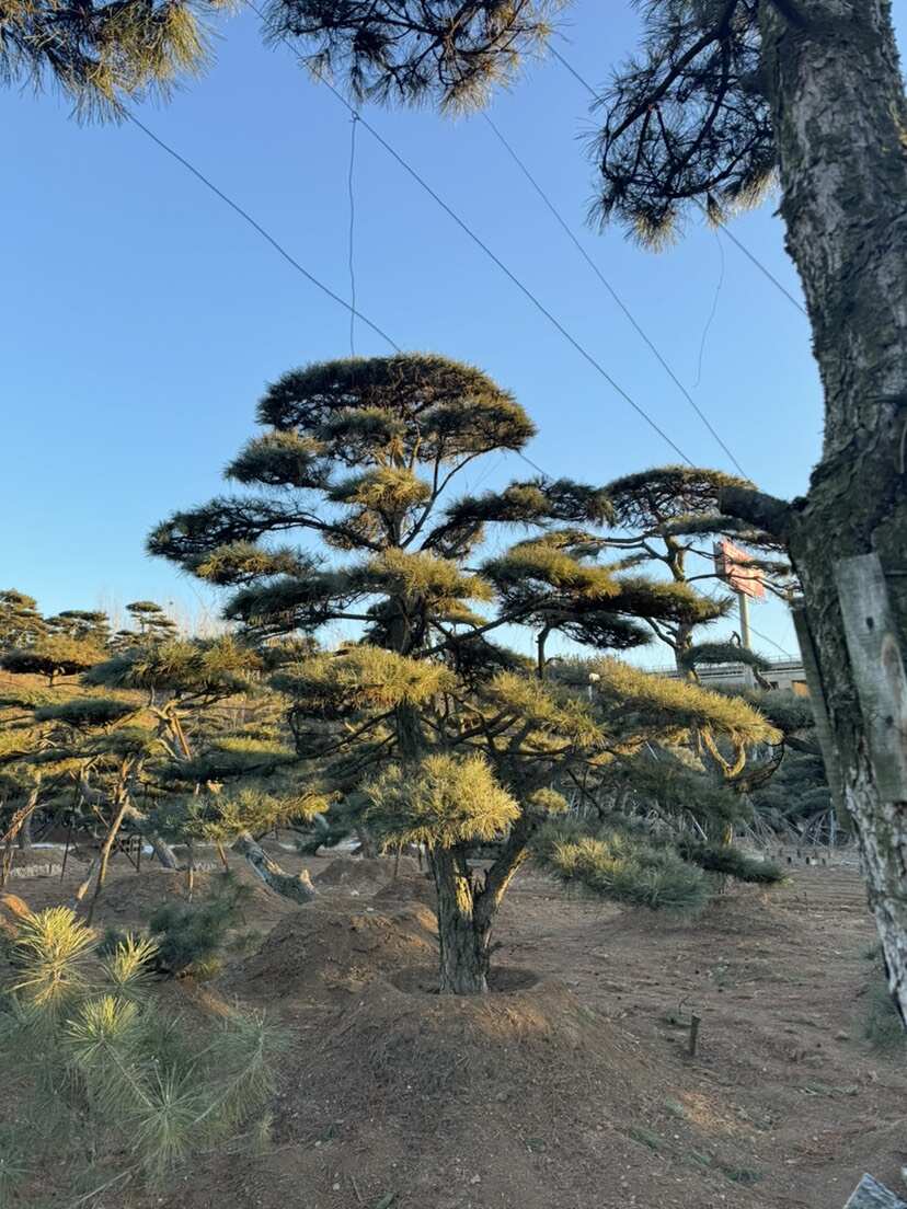 造型油松