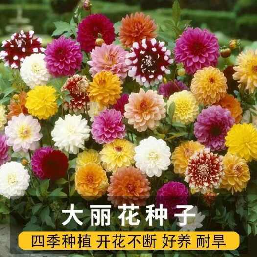 苏州大丽花种球根地瓜花种球四季开花多年生室内庭院阳台花卉盆栽植物