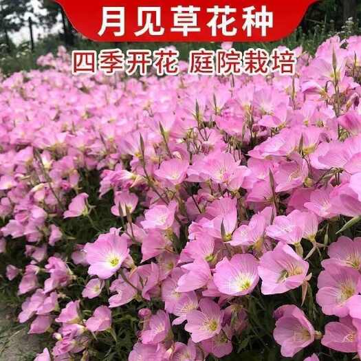美丽月见草种子宿根多年生花籽易种易活景观花海耐寒种子草花种子