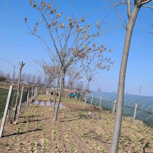 临沂绒花树，合欢树