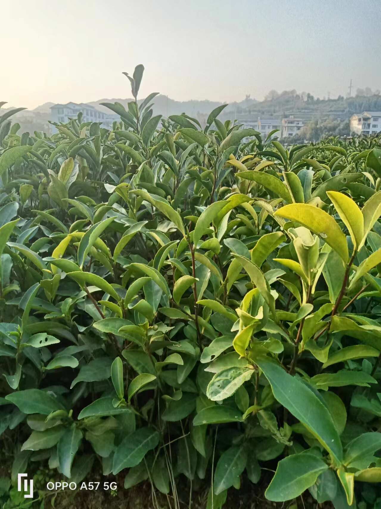 老樅水仙茶苗