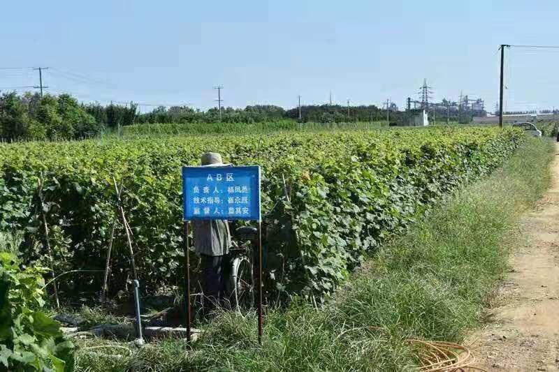 妮娜皇后嫁接苗，果粒大甜度高口感爽脆多汁
