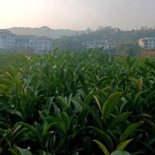 武夷山市武夷山星村核心产区苗