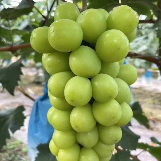 平邑县阳光玫瑰嫁接苗，果粒大糖度高，口感爽脆多汁