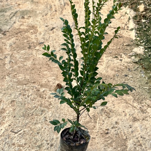 广州小叶紫檀盆栽 黑骨茶小袋苗 小叶紫檀 黑叶茶