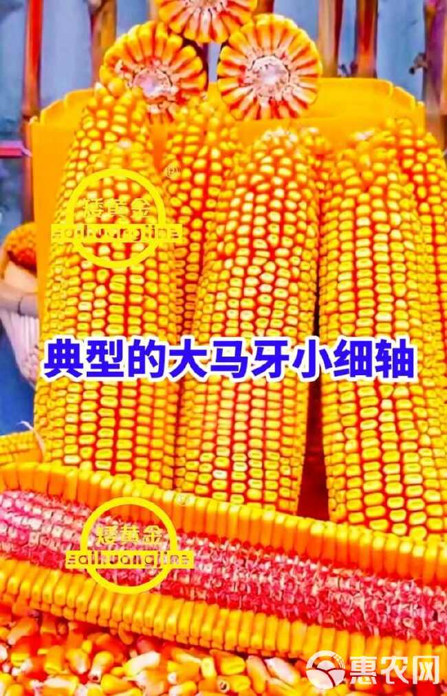 双国审玉米种子新品种矮杆大棒抗倒南方北方均可种植耐高温抗锈病