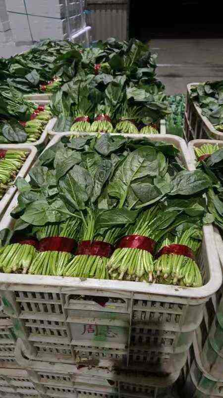 惠民县菠菜苗基地，大叶菠菜主产区，货源充足，代发全国各地市场！