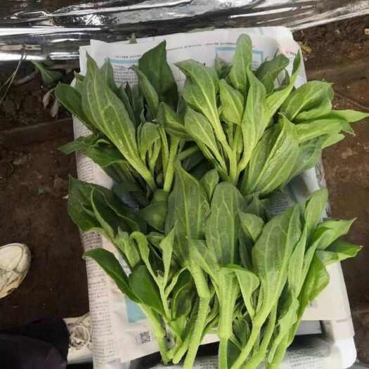 寿光市非洲冰草，冰菜