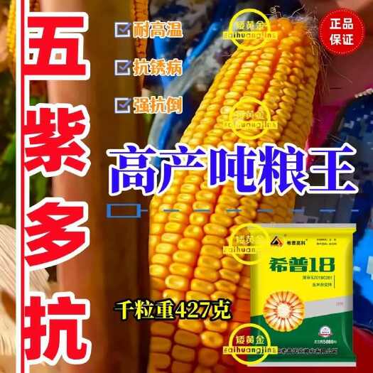 国审玉米新品种大田矮杆玉米种子红轴大棒低杆抗倒好棒子大