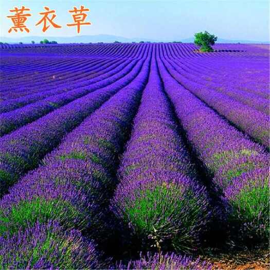 苏州薰衣草种子，普罗旺斯薰衣草绿化造景庭院阳台盆栽观花卉种籽批发
