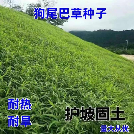 苏州狗尾巴草种子野草种杂草种籽狗尾草种子耐旱绿化观赏草籽护坡牧草