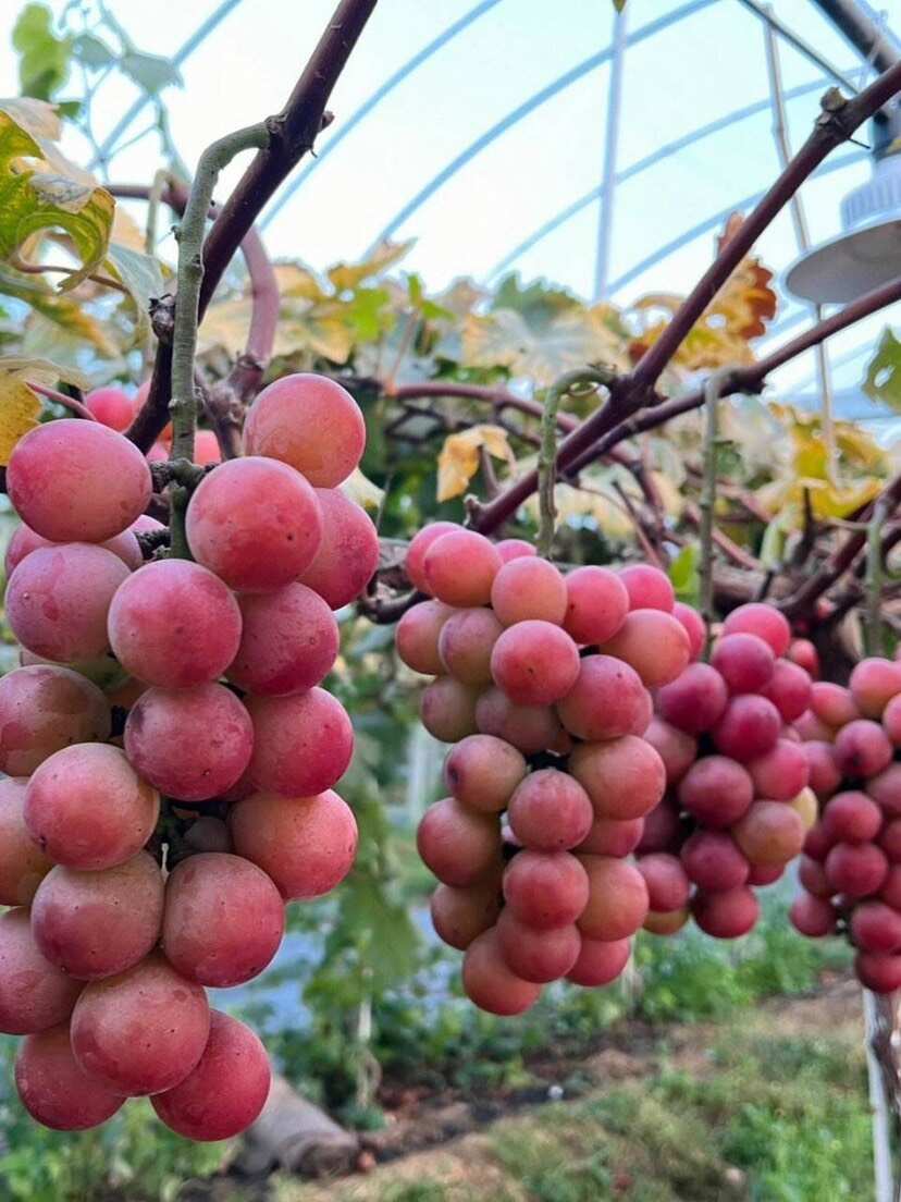 妮娜皇后嫁接苗，果粒大甜度高口感爽脆多汁