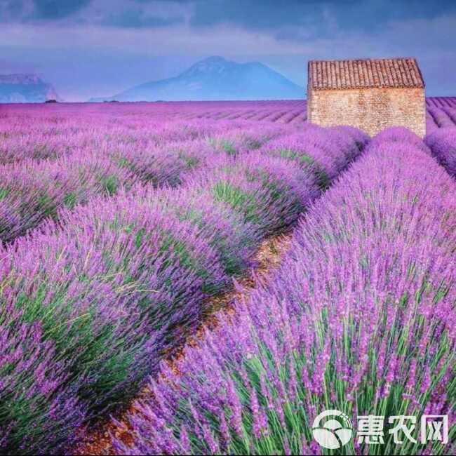 薰衣草种子，普罗旺斯薰衣草绿化造景庭院阳台盆栽观花卉种籽批发