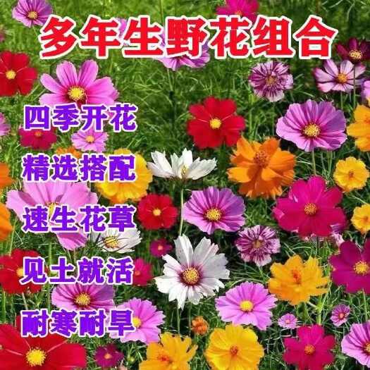 苏州多年生野花组合耐寒耐旱开花不断四季易种易活庭院室内新手易种花