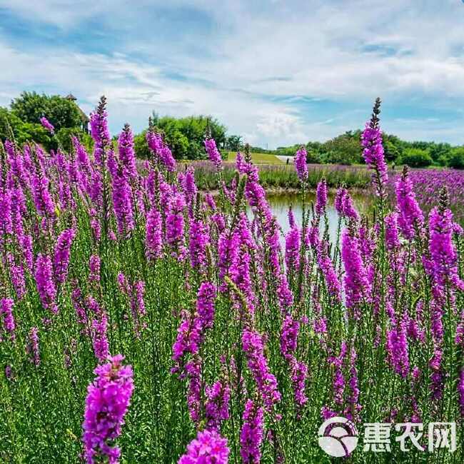 千屈菜种子水生植物对叶莲多年生宿根花草湿地鱼池河道庭院花种籽