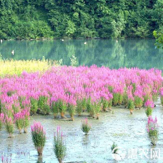 千屈菜种子水生植物对叶莲多年生宿根花草湿地鱼池河道庭院花种籽