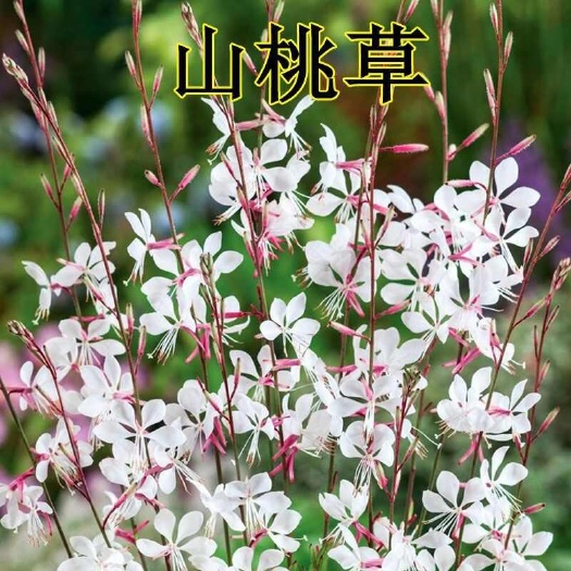 苏州山桃草种子，多年生耐热耐寒室外庭院花园花镜室内阳台盆栽花期长