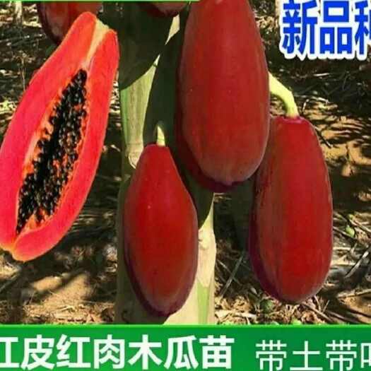 灵山县新品种冠红木瓜果树苗南方种四季木瓜苗当年结果水果木瓜苗