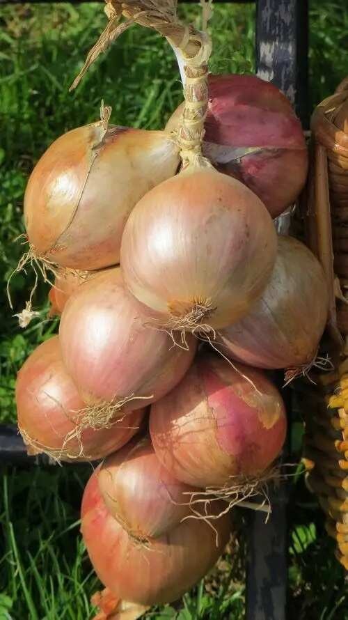 元谋县洋葱
