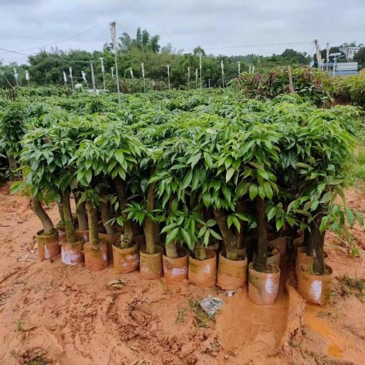 灵山县荔枝圈枝苗高压荔枝苗冰荔枝妃子笑无核盆栽嫁接当年结果矮化无籽