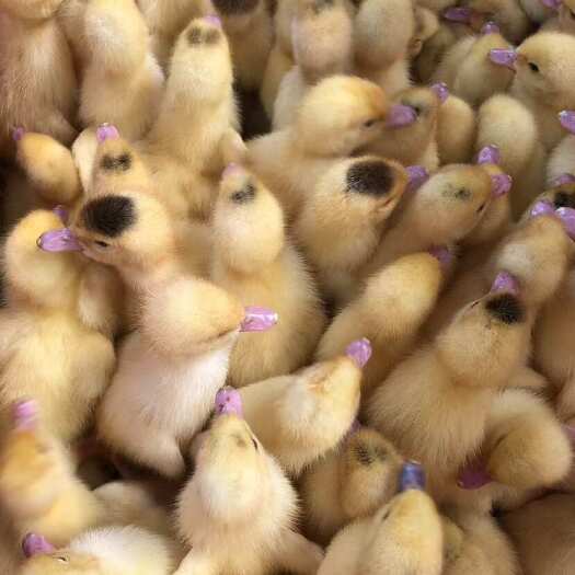 南宁白番鸭苗