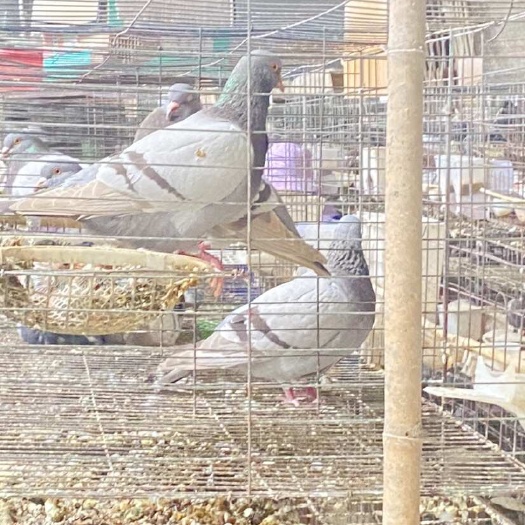 忻城县灰鸽一斤起