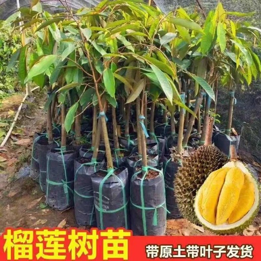 灵山县榴莲树苗四季泰国新鲜猫山王榴莲苗盆栽榴莲南北方种植当年结果