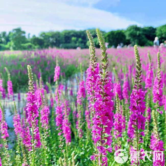 千屈菜种子水生植物对叶莲多年生宿根花草湿地鱼池河道庭院花种籽