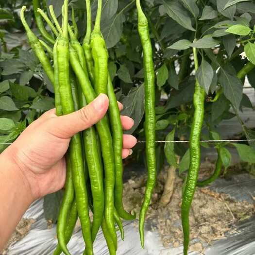 雷州市广东湛江鲜辣椒3号线椒8号线椒二荆条20～25公分地大量货源