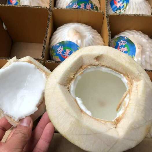 广州椰青 椰皇 泰国椰青 新鲜日期