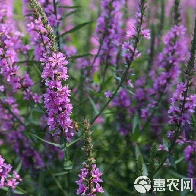 千屈菜种子水生植物对叶莲多年生宿根花草湿地鱼池河道庭院花种籽