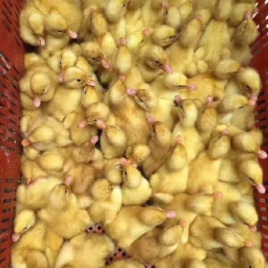南宁桂柳白鸭苗
