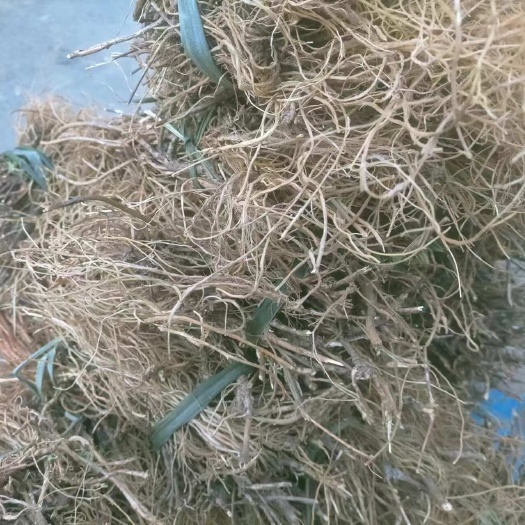 楚雄市云南龙胆草洗净干货