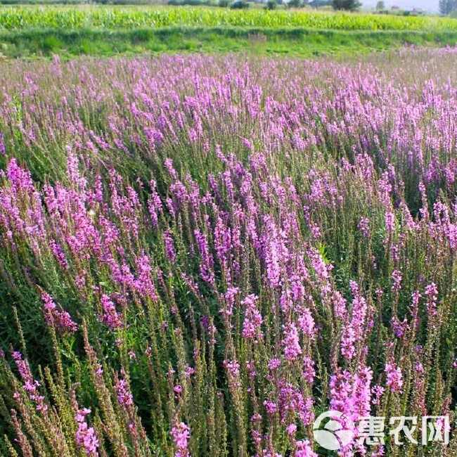 千屈菜种子水生植物对叶莲多年生宿根花草湿地鱼池河道庭院花种籽