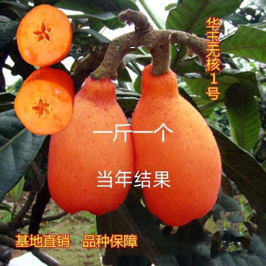 灵山县新品种华玉一号无核 大果枇杷苗耐寒品种盆栽地栽南北四季可种植