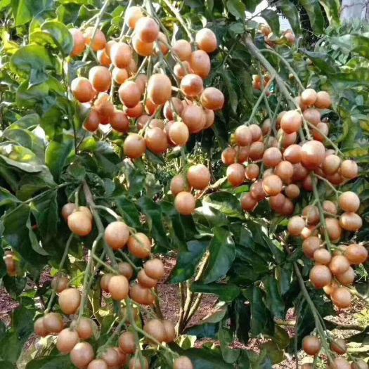 灵山县【黄皮果苗品种齐全】嫁接苗无核黄皮苗大鸡心黄皮苗出世甜黄皮苗