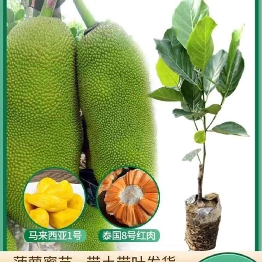 灵山县四季红肉菠萝蜜泰8泰12树苗嫁接苗马来西亚干包木菠萝蜜树苗