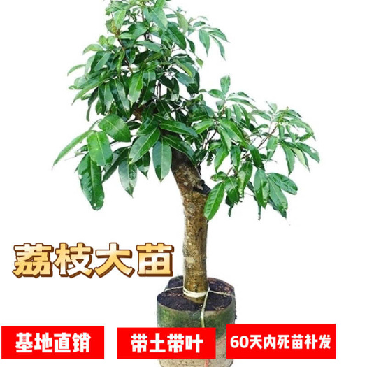 灵山县高压圈枝荔枝树苗带花带果妃子笑冰荔南方种植当年结果阳台庭院