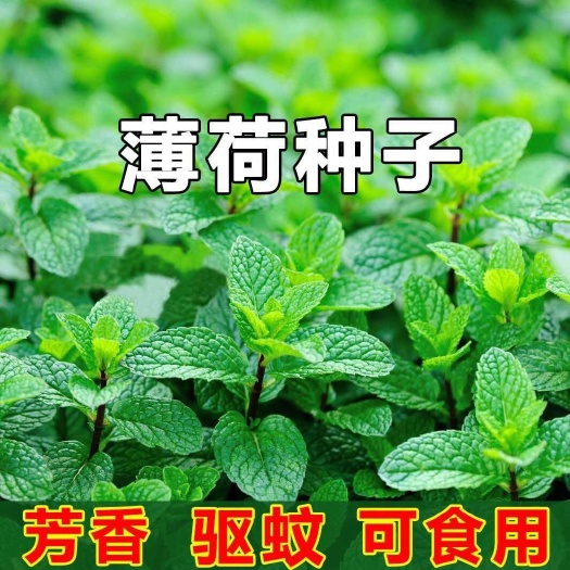 薄荷种子,留兰香薄荷种子,美国薄荷种子庭院盆栽种植易活植物批