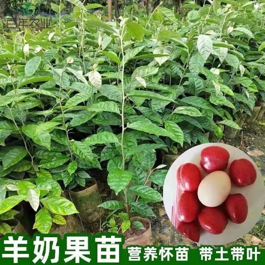 灵山县特大纯甜羊奶果树苗结果快德甜二号室内羊奶果苗大果当年结果