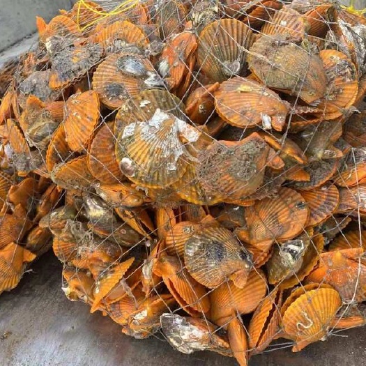徐闻县扇贝