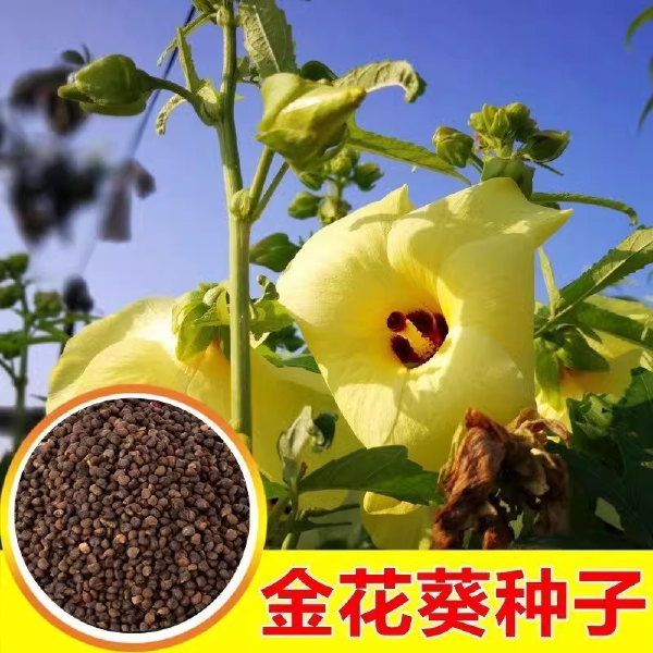 金花葵种子，菜芙蓉无限开花观赏观光农业花卉产业野芙蓉黄蜀葵种