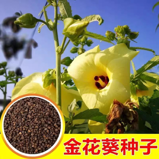 苏州金花葵种子，菜芙蓉无限开花观赏观光农业花卉产业野芙蓉黄蜀葵种