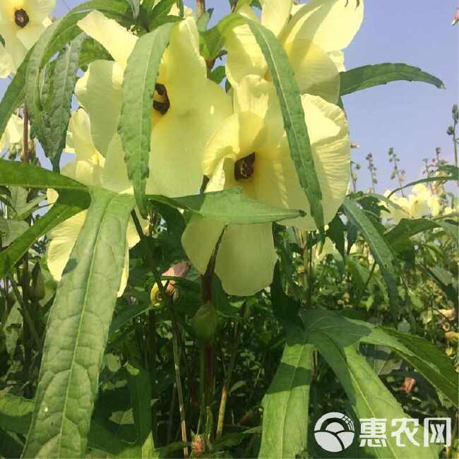 金花葵种子，菜芙蓉无限开花观赏观光农业花卉产业野芙蓉黄蜀葵种