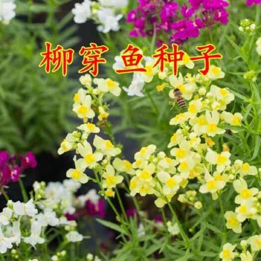 柳穿鱼种子 小金鱼草 多年生花卉 景观花海花镜花坛庭院花草种