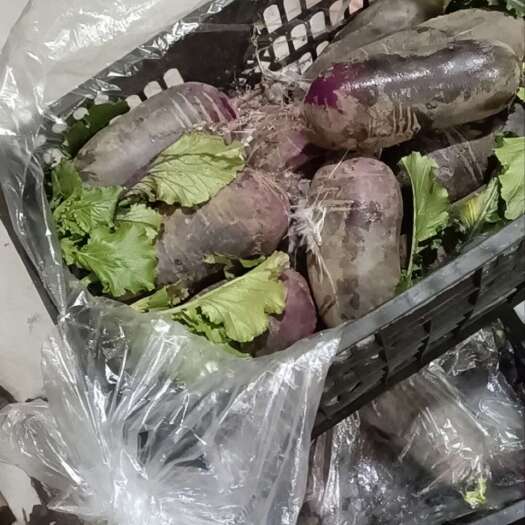 滦南县水果萝卜大量有货