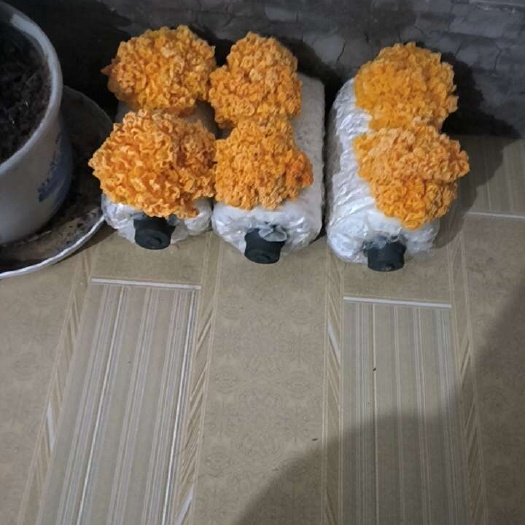 鲜品金耳菌