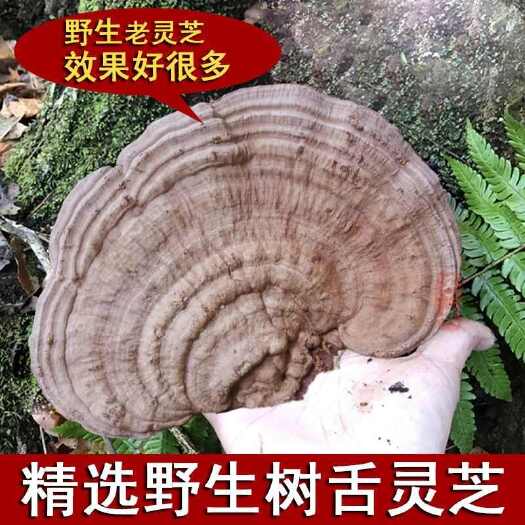 宁都县灵芝